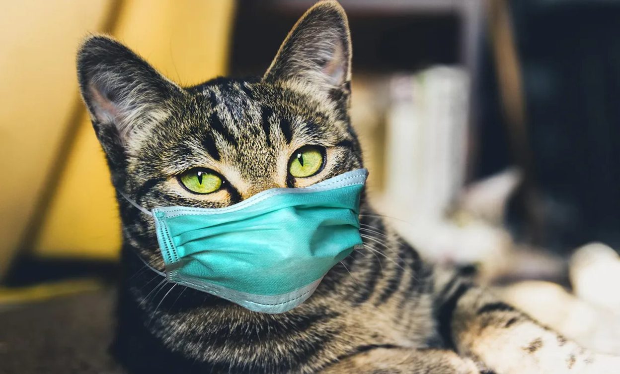 Researchers In Thailand Report The First Case Of COVID-19 Transmission From A Cat